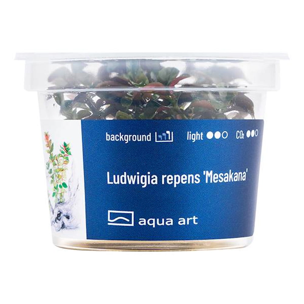 Ludwigia repens 'Mesakana' in vitro.jpg